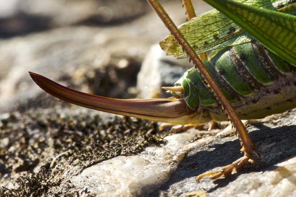 Decticus verrucivorus